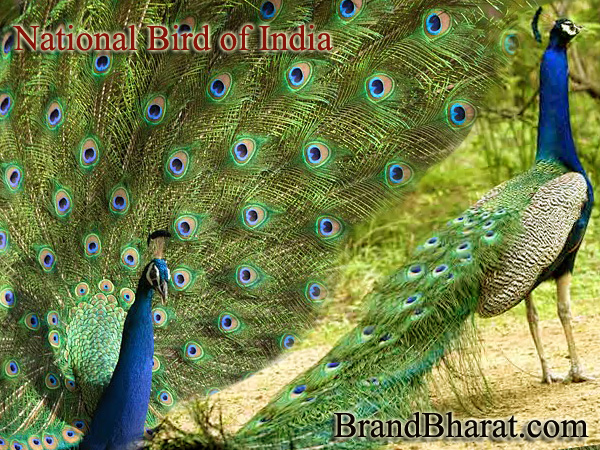 National Bird of India